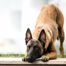 berger belge chien canide chien de compagnie chien domestique grand chien cynophile canin malinois dog belgian malinois dog belgium malinois