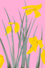 We did not find results for: Artwork Alex Katz Yellow Flags 3 Galerie Frank Fluegel