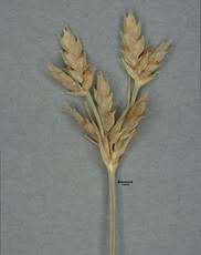 Image result for Grona barbata