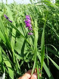 Image result for Gladiolus microspicatus