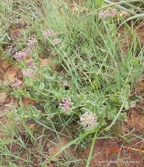 Image result for Xysmalobium