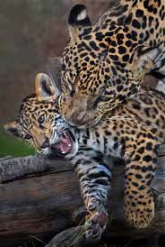 Pin On Momma And Baby Animals