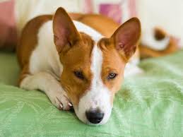 Das alleinesein muss allerdings gut geübt sein. Wie Lange Darf Man Einen Hund Alleine Lassen