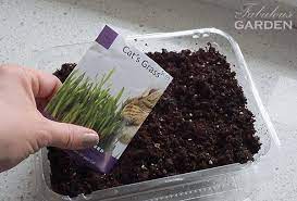 How To Grow Cat Grass Economically And Easily The Fabulous Garden Cat Grass Cat Grass Diy Grass