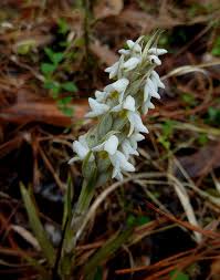 Image result for Zeuxine