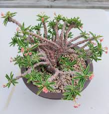 Image result for Euphorbia didiereoides