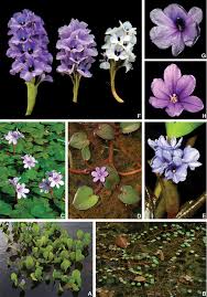 Image result for Lijndenia sp. cf barteri