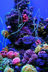 Img 2591 2 Ocean Underwater Beautiful Sea Creatures Ocean Wallpaper