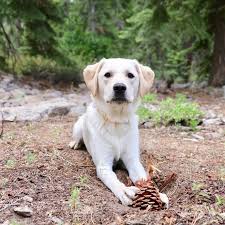 Tahoe best friends brings affordable love & care to your pets in lake tahoe. Summer Activities In Pet Friendly Lake Tahoe Dont Stop Retrieving
