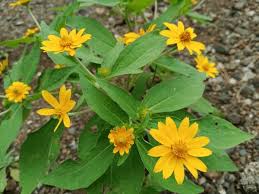 Image result for Aspilia africana