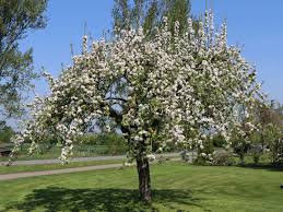 So finden sie die perfekte sorte für ihren garten. Herbstapfel Elstar Malus Domestica Elstar Baumschule Horstmann