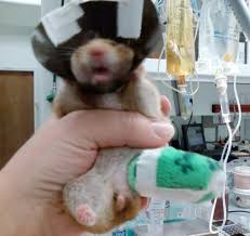 A sprain is damage to a ligament, a tough, fibrous piece of collagen that connects bones to each other. Signs And Treatment Of Broken Legs In Hamsters Pethelpful By Fellow Animal Lovers And Experts