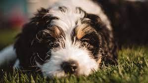 Instead, i put him on a homemade diet i read about in dr. Holistic Veterinary Services In Nashville Nashville Tn