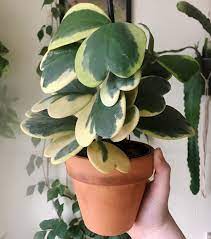 We did not find results for: Guide Hoya Kerrii Leaf And Paw