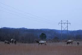 Returning wild animals to wild-ish places