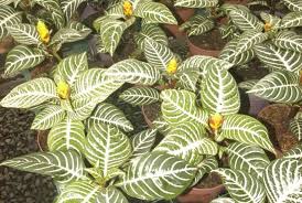 Anggrek tersebut indah dan unik penampilannya. Lipi Temukan Begonia Jenis Baru Di Sulawesi Tenggara Republika Online