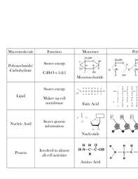 macromolecule chart biomolecules ap biology organic