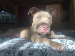 Healthy & potty trained pitbull puppies ready. Pit Bulls With Blue Eyes Health Risks Tips Care Pictures Faqs Canine Bible