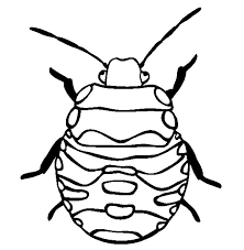 It is found on trees from april until october in new leaf , and march until october but on flowers in new horizons. Stink Bug Beetle Coloring Pages Best Place To Color Bug Coloring Pages Coloring Pages Stink Bugs