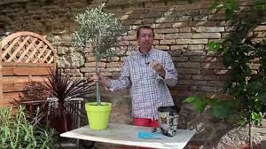 Comment planter un olivier en pot ? Comment Surfacer Un Olivier En Pot Youtube