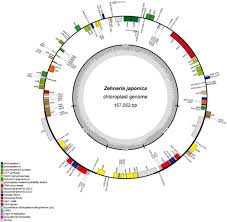 Image result for Zehneria oligosperma