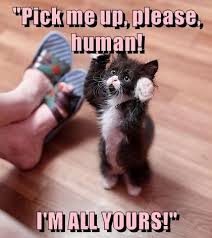 Jun 24, 2021 · meme. Give Me Cuddles Please Cute Animal Memes Cute Cats And Kittens Cute Baby Animals