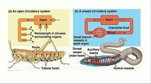 Pin On Biology Facts