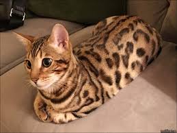 Find great deals on ebay for bengal kittens for sale. Teacup Bengal Cats For Sale Petfinder