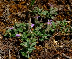 Image result for Blepharis integrifolia