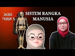 Contoh sendi putar ialah lengan bawah dan lengan atas. Sistem Rangka Manusia Lessons Blendspace