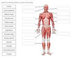 Bar the brain, heart and lungs, this region contains virtually all your body organs, including those involved in the digestive, endocrine, lymphatic, urinary and reproductive systems. Label The Indicated Anterior Muscles Of The Body Chegg Com