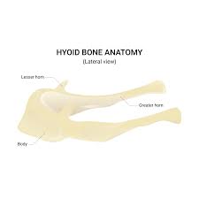 Image result for Hyoid Bone