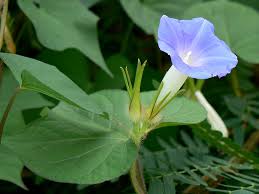 Image result for Ipomoea nil