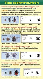 feasting on rural america the spread of tick borne diseases