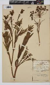 Image result for Sium repandum