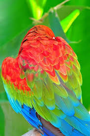 Bird With Colorful Feathers Pin On Color Beach Tropical