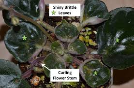Read on to learn more about african violet water needs. Tight Crowns On African Violet Plants Baby Violets African Violets Plants African Violets Violet Plant