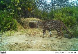 In fact, they have been said to have a greater geographic range than any other south american cat. Pampas Cats Of Peru International Society For Endangered Cats Isec Canada