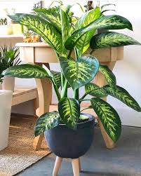 House plants can transform any room for the better. 60 Beautiful Indoor Plants Design In Your Interior Home House Plants Decor Plant Decor Plant Decor Indoor