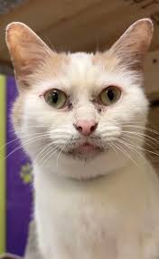 Very powerful #Blackfish Ana Paula Maciel: http://t.co/TOWD7lFJ1R via  @youtube #arctic30