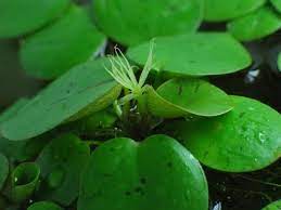 Limnobium Laevigatum Amazon Frogbit Hardy Fast Growing Medium Light Floating Plant Floating Plants Plants Planted Aquarium