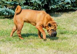 Traditionally kept for dog fighting, the shar pei was driven to the brink of extinction in the 20th century. Shar Pei Hunderasse Mit Bild Info Temperament Charakteristiken Und Fakten
