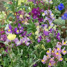 Image result for Linaria