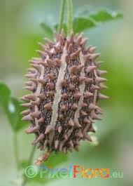 Image result for Cucumis aculeatus