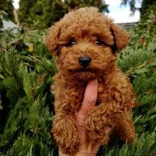 tarcin renkli guzel poodle yavru kopek pelus