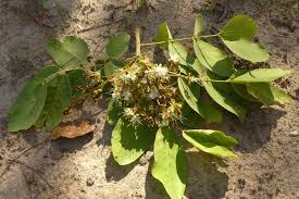 Image result for Isoberlinia