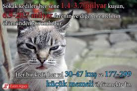Sokak Kedileri Her Yil Yaklasik 12 Milyar Hayvani Olduruyor Evrim Agaci
