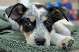 Bentley The Blue Heeler Mix The Answer To The Question Real Cute Cattle Dogs Mix Cattle Dogs Rule Blue Heeler