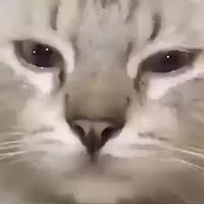 Crying Cat Meme Funny