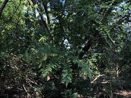 Image result for Clausena